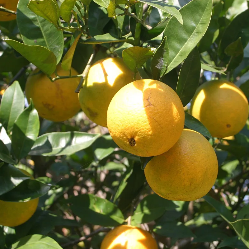 Lapsi (Nepali Hog Plum) — 1kg