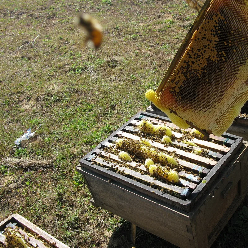 Honey Tasting Set — 4 × 125g
