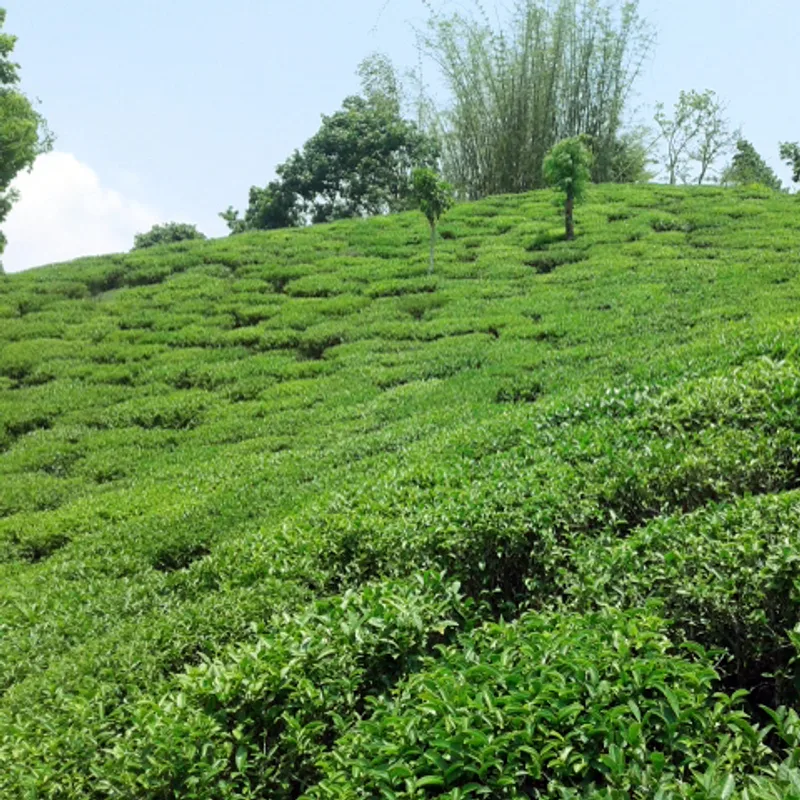 Green Tea — Hand-Rolled 100g